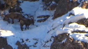 Трофейная ахота на Козерога в Таджикистан!!  Trophy hunting for Capricorn in Tajikistan !!