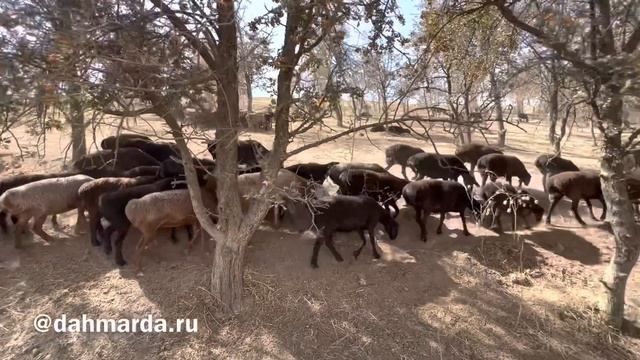 Гиссарские овцы и аборигенные САО Таджикистана Джамола из селения Сугдиён на пастбище в Шохамбари смотреть онлайн