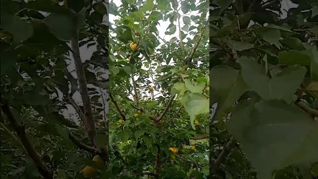 Абрикос Медовый Ранний / Apricot Honey Early смотреть онлайн