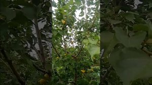 Абрикос Медовый Ранний / Apricot Honey Early