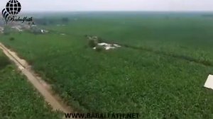 Банановая плантация Эквадор  бананы премиум класса!!!