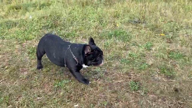 Французские бульдоги Бумер и Дизель. Диза заводила смотреть онлайн