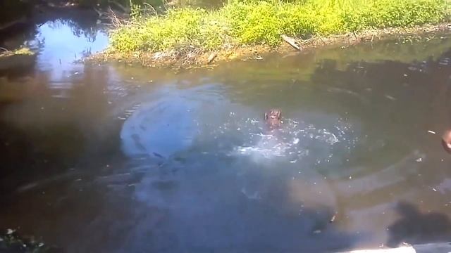 How NOT to Play FETCH ? | The Best Cute, Funny Animal Videos Compilation #18 | AFV Pets смотреть онлайн