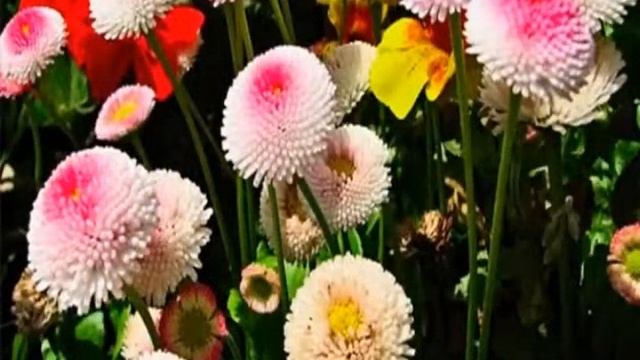 Цветок маргаритка смотреть онлайн