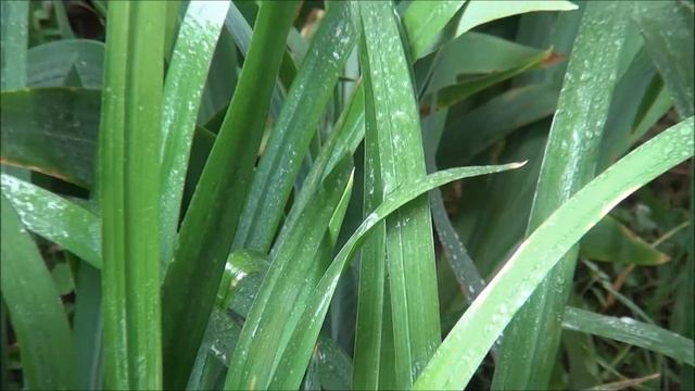 Липосам ~ Ирис смотреть онлайн