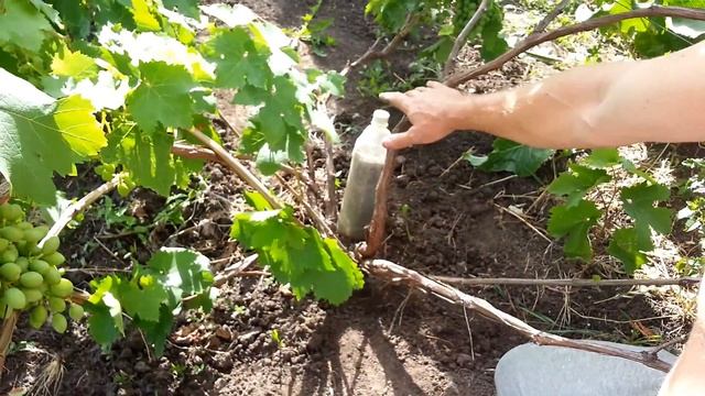 Нужно ли удалять поверхностные корни виноградному кусту ? смотреть онлайн