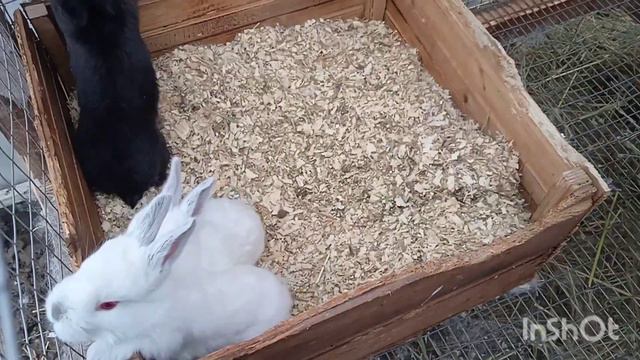 Как выглядят у нас 3-х недельные крольчата. Зимний окрол в теплице. смотреть онлайн