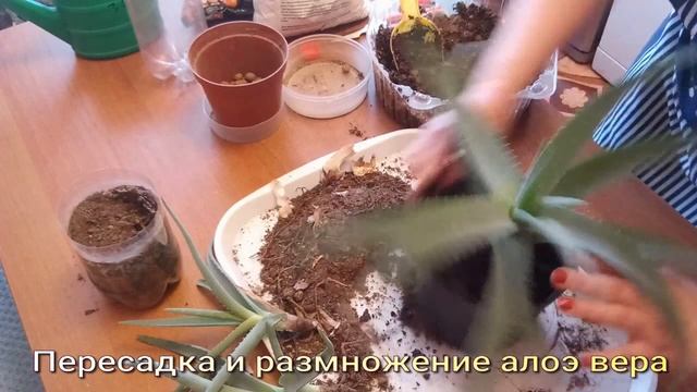 АЛОЭ ВЕРА. Пересадка и размножение. смотреть онлайн