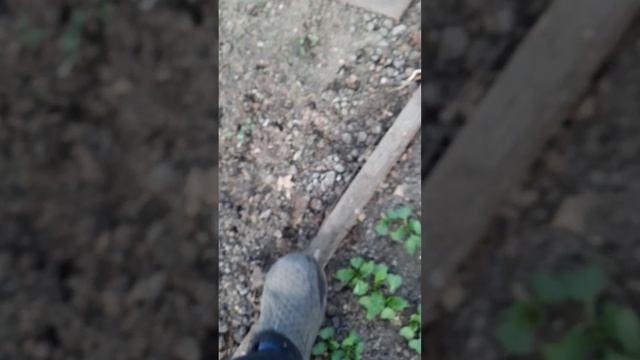 Боремся с медведкой. смотреть онлайн