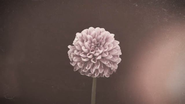 Royal Opera House Winter 2014/15 - Life Reimagined promo смотреть онлайн