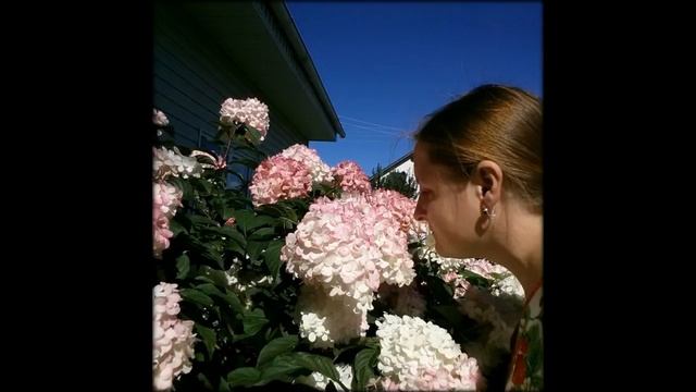 Гортензия метельчатая Ванилла Фрайз 2012-2018 год смотреть онлайн