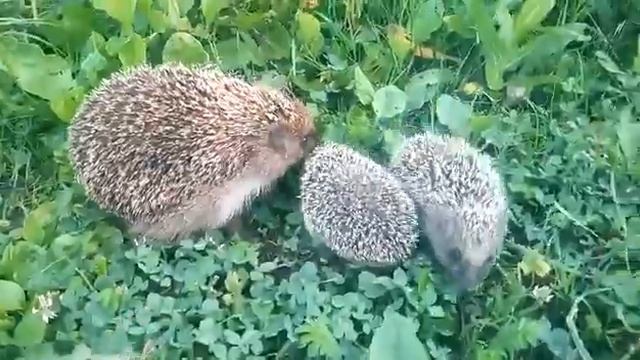 Как мы маму-ежиху с ежатами повстречали смотреть онлайн