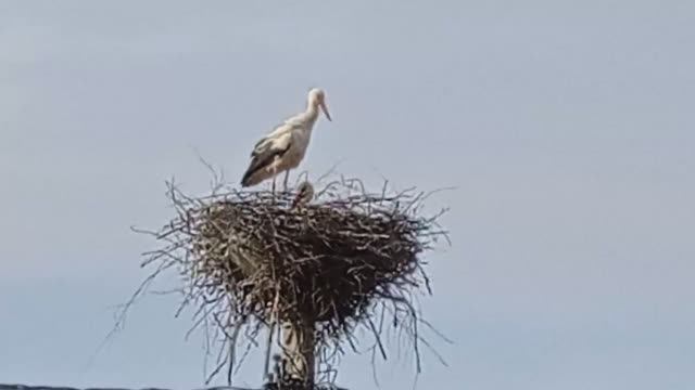 Аисты в Можайске 01
(2021.05.02.)