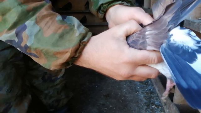 3.ч.VID 🔥// ГОЛУБИ //🔥В ГОСТЯХ.У МИХАИЛА ТАРАН //Т-8 951 530-83-11 //СТ. ЕГОРЛЫКСКАЯ.РОСТОВСКАЯ ОБ смотреть онлайн