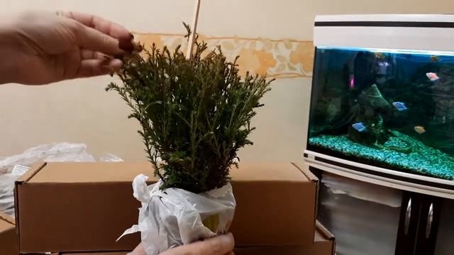 РАСПАКОВКА. ХОСТЫ, АСТИЛЬБЫ и ХВОЙНЫЕ! смотреть онлайн