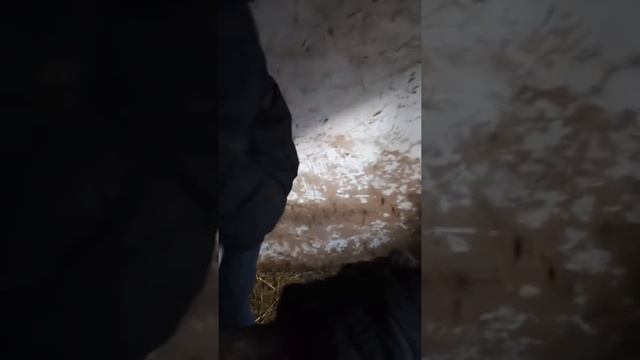 Взвешиваем новорождённого телёнка. смотреть онлайн