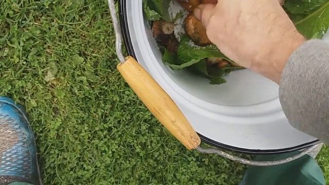 Как быстро засолить грибы смотреть онлайн