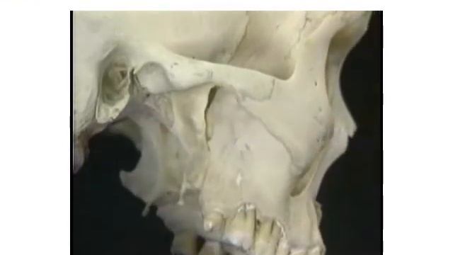 5 Respiratory смотреть онлайн