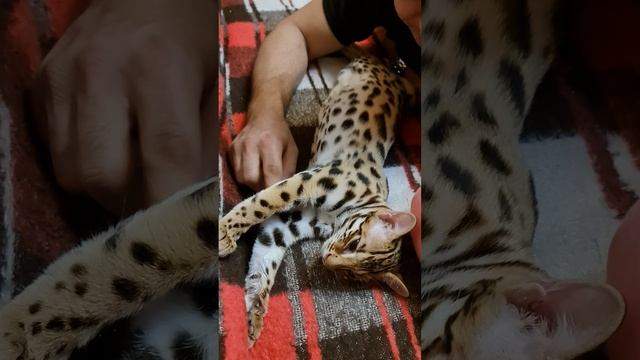 Гибрид АЛК 75%, бенгал, азиатский леопардовый кот смотреть онлайн