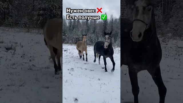 Мифы о лошадях #лошади #horses #equestrian #жеребята #horsemanship #foal #верховая_езда #природа смотреть онлайн