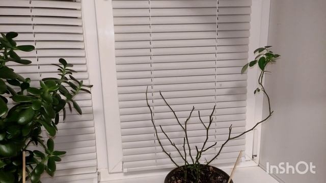 Как отмыть плиту ?♀️ Кот съел все розы ? Акции и скидки в Магните / Домашние дела смотреть онлайн