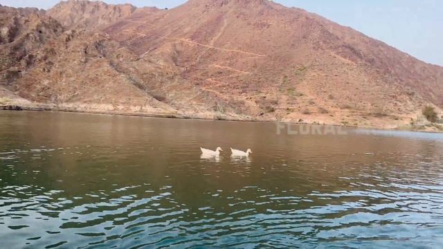 Al Rafisah Dam | Rafisah Dam Khorfakkan | Rafisah Dam Boating, Sharjah-UAE смотреть онлайн