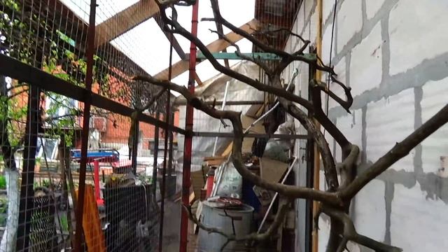 Ну вот встретились, два одиночества. ЗОЛОТЫЕ ФАЗАНЫ смотреть онлайн