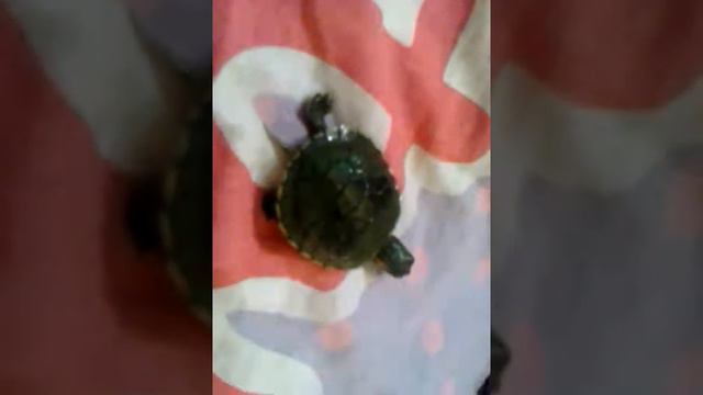 Моя красноухая черепаха Гена смотреть онлайн