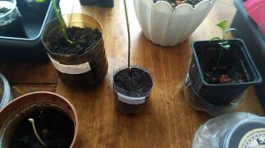 Орех маньчжурский - размножение семенами - стратификация и посадка орехов