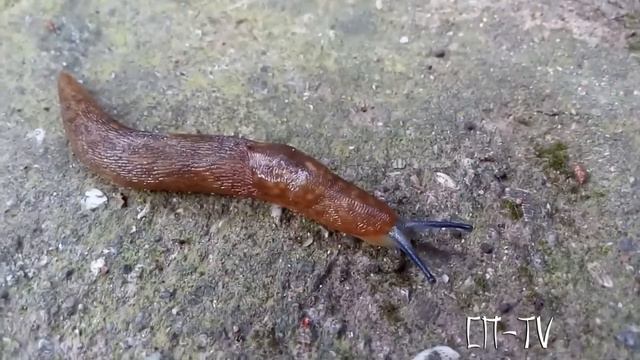 Четвёртый водопад ущелья Яузлар смотреть онлайн