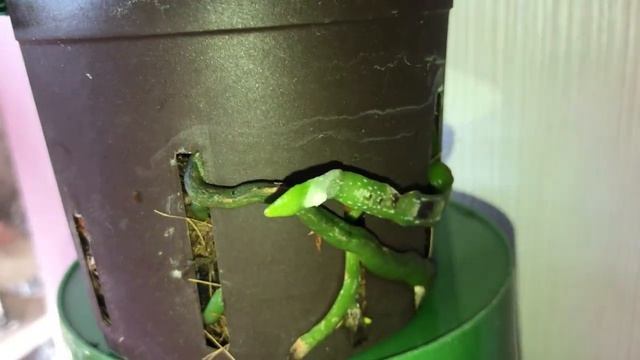 Орхидея Phalaenopsis Gigantea x Schilleriana March, 10. 2021 смотреть онлайн