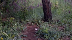 Баллон от сифона против пневматики  Испытание огнем