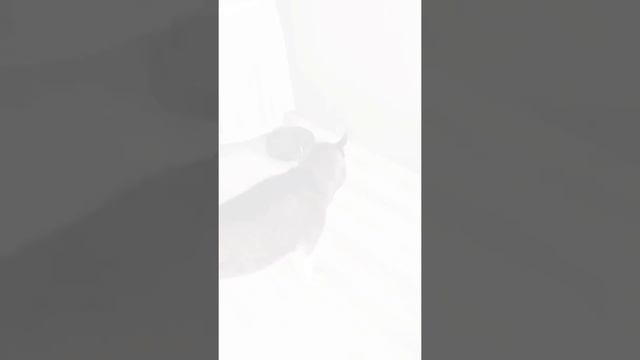 говорящий робот пылесос xiaomi смотреть онлайн