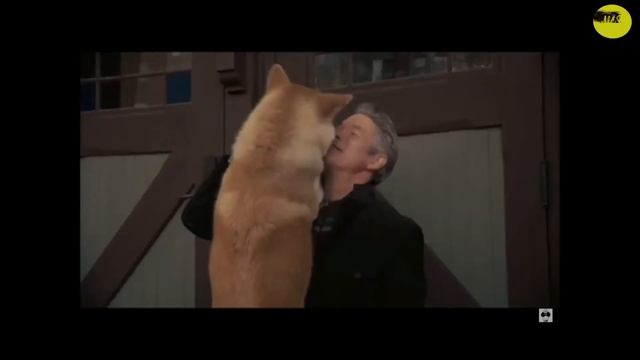 Акита-ину - любовь с первого взгляда смотреть онлайн