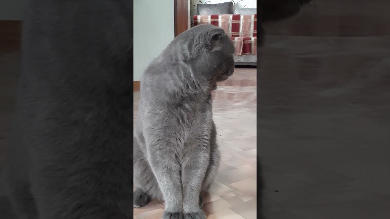 Просто кот... смотреть онлайн