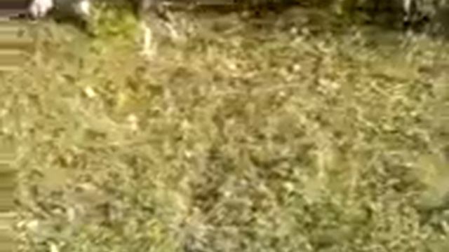 пит буль играет с детьми смотреть онлайн