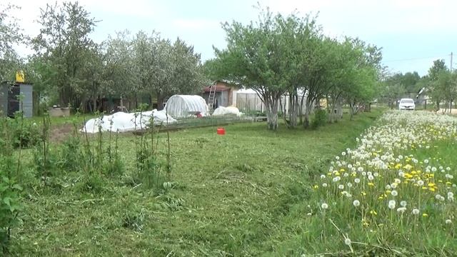 Трава прет как на дрожжах, кошу траву. смотреть онлайн