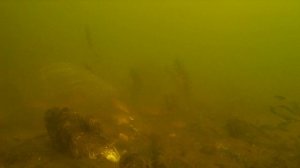 Сетка кормушка и чесночный пластелин, реакция рыбы. Подводная сьемка китайской снасти.