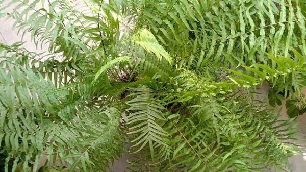 All about Pteris Vittata Fern???