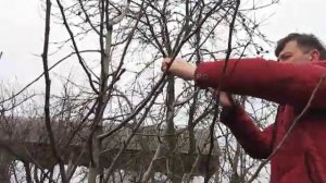 Весенняя обрезка груши 4 - 5 летнего возраста, часть 3.