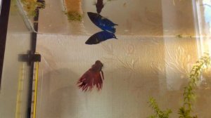 Размножение аквариумных петушков