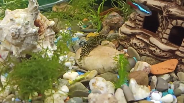 Севильи, замечательные создания, особенно когда кружатся в танце. смотреть онлайн