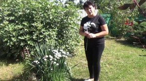 Декоративные луки для сада  Лук душистый  туберозный  будет расти и цвести там, где ничего не расте