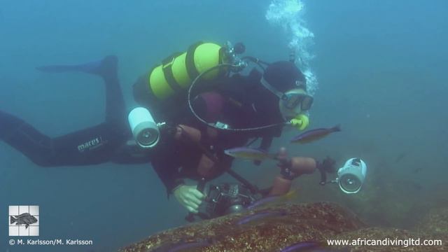 Lake Tanganyika Cichlids in the Wild: People and places смотреть онлайн