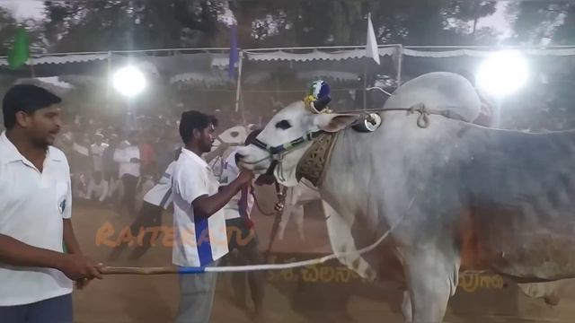 DVR Memorial Bulls Dheera Creates History At Mahanandi-2023 Senior Bull Race HD Video🎥🎥 смотреть онлайн