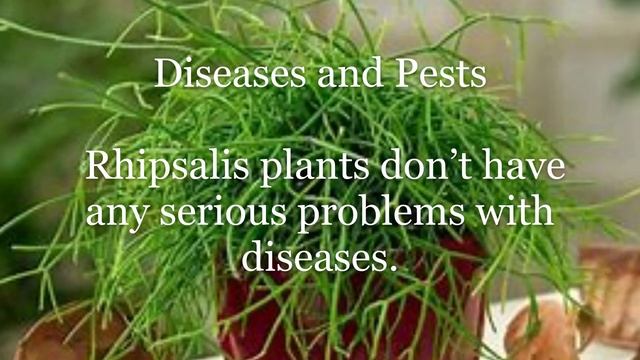 How to Grow Rhipsalis Cactus Indoors смотреть онлайн