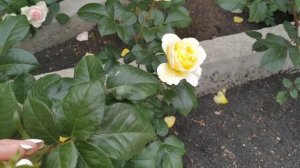 роза Тесс , Биатрис