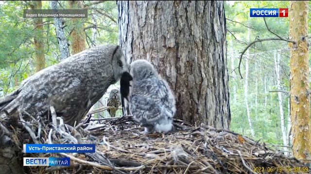 Краснокнижные птицы, обитающие в Обском заказнике, попали в объективы фотоловушек смотреть онлайн