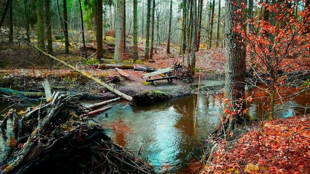 Лес, Пение Птиц Расслабляющий Звуки Природы//Forest, Birds Singing Relaxing Sounds of Nature смотреть онлайн
