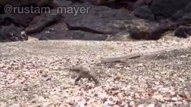 В мире животных озвучка от Джавида часть#2 смотреть онлайн